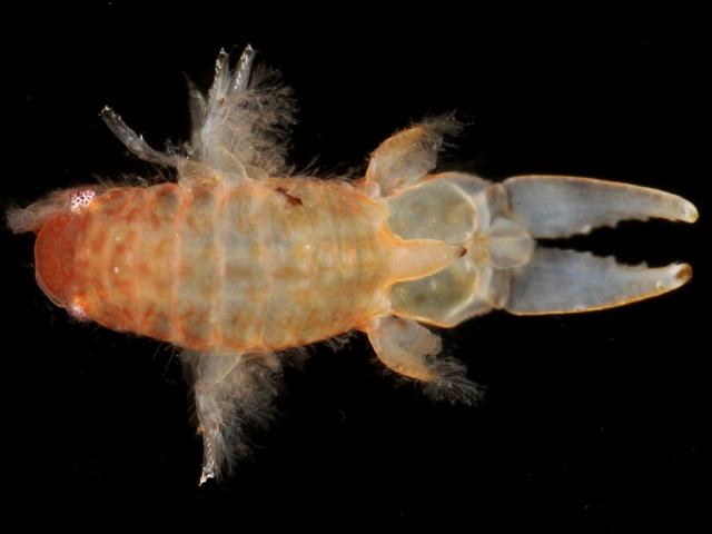 Chelura terebrans Cheluridae sand hopper amphipoda Amphipod Images