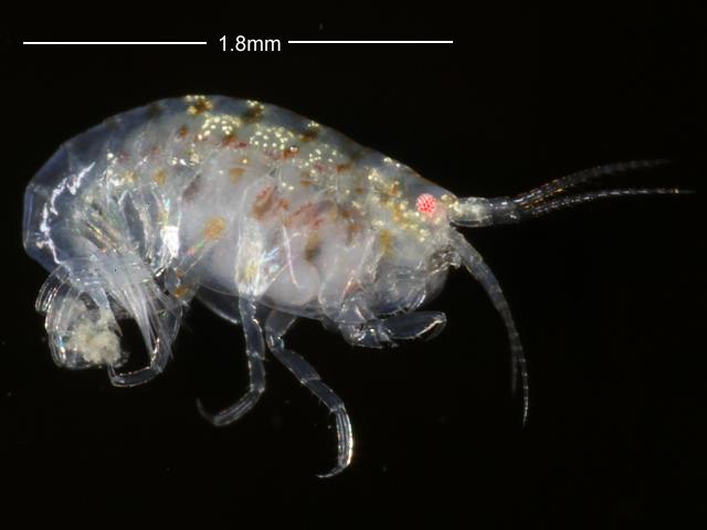 Amphipod species female Newlyn Marina Sandhopper Amphipoda Images