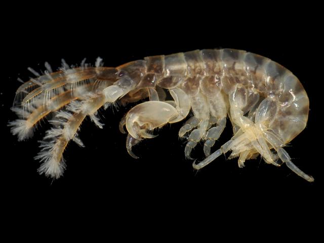Parajassa pelagica Amphipod Images
