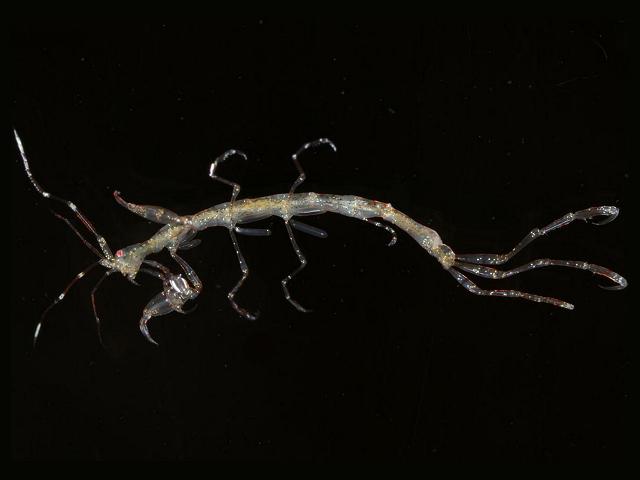 Phtisica marina Skeleton shrimp Phtisicid Phtisicidae Amphipod Images