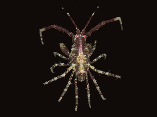 Podocerus variegatus Sandhopper Amphipod Images