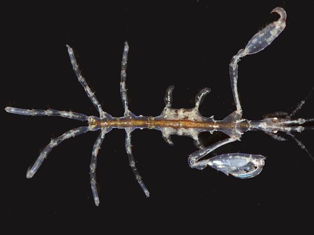 Pseudoprotella phasma skeleton shrimp caprellid caprellidae amphipod images