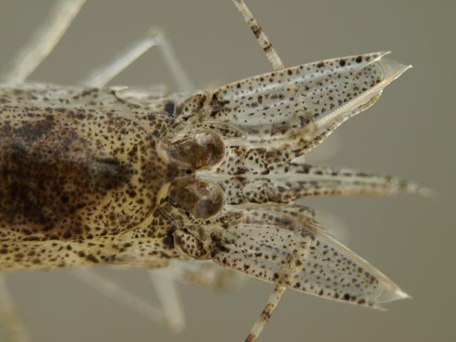 Crangon crangon Brown Common Shrimp Natantia Images