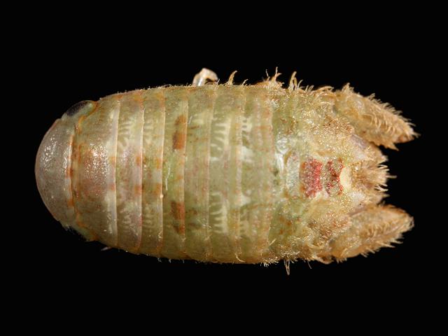 Cymodoce truncata Marine Animal Resembling Woodlouse Isopoda Images