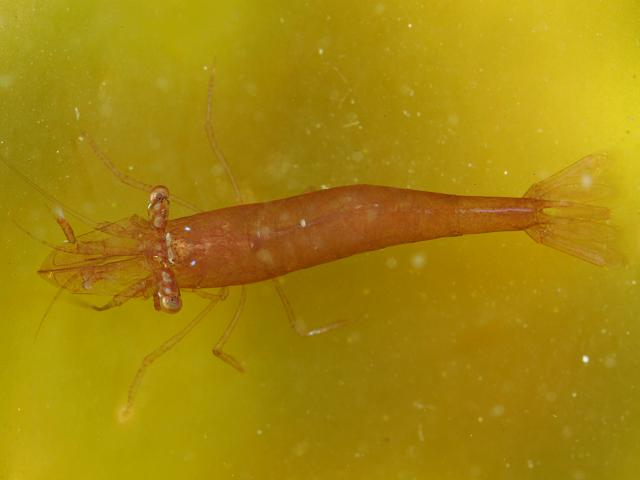 Hippolyte varians Chameleon Varying Prawn and Shrimp Natantia Images