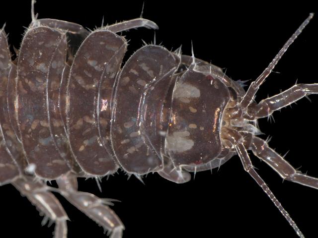Asellus aquaticus woodlouse Common water slater Isopoda Images