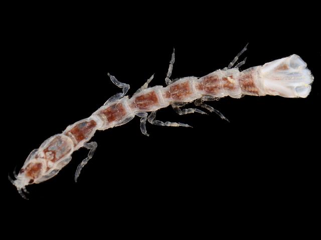 Anthura gracilis anthuridae isopod Isopoda Images