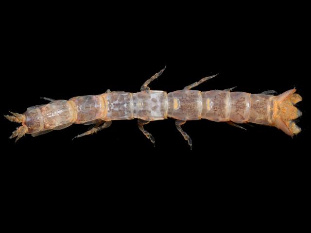Cyathura carinata Isopoda Images