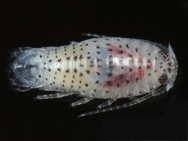 Eurydice pulchra John Harvey Bug Isopoda Images