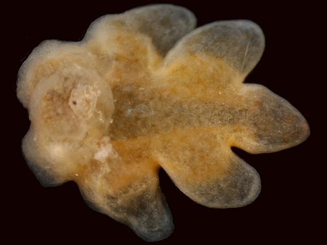Hemioniscus balani Parasitic isopod barnacle Semibalanus balanoides isopoda Images