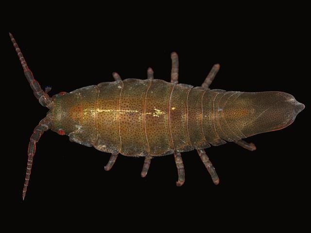 Idotea granulosa Marine Animal Resembling Woodlouse Isopoda Images