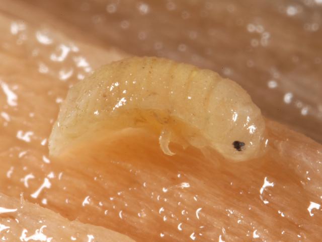 Limnoria lignorum Gribble Isopoda isopod Images