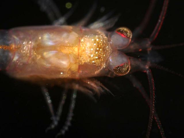 Heteromysis norvegica opossum Shrimp Mysida Images