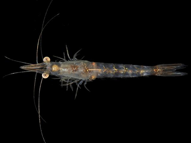 Neomysis integer mysid opposum mysid shrimp Mysida images