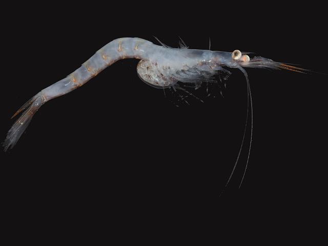 Siriella armata opossum Mysid Shrimp Mysida Images