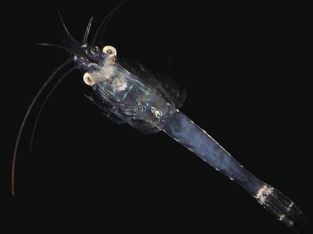 Siriella clausii opossum Mysid Shrimp Mysida Images