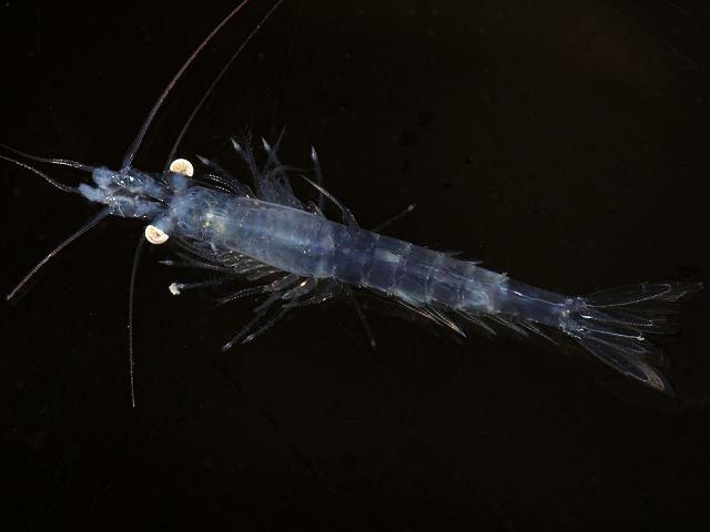 Siriella jaltensis opossum Mysid shrimp Mysida Images