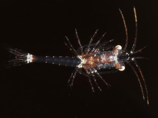 Unidentified mysid opossum Shrimp Mysida Images