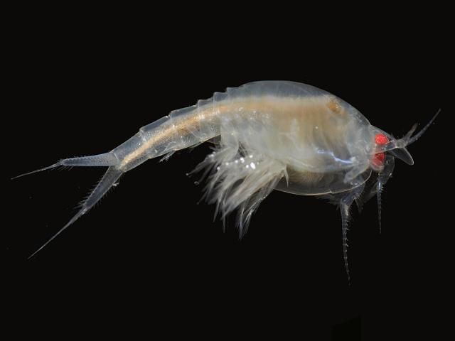 Various images of nebaliidae from Cornwall Nebalia leptostraca images