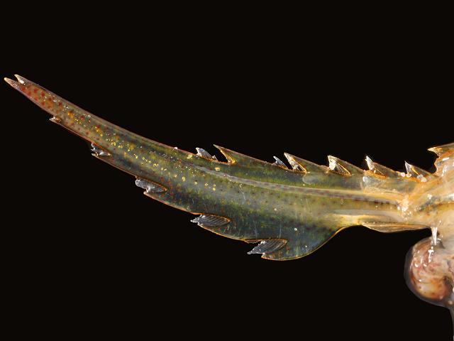 Palaemon serratus synonym Leander serratus Common Great Prawn Natantia Images