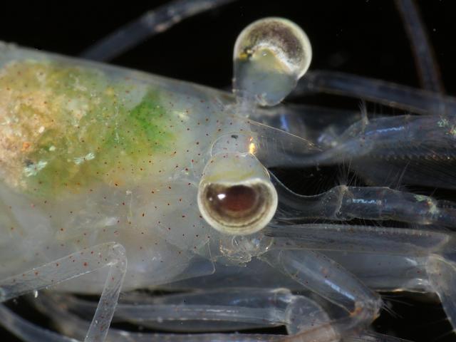 Processa edulis subsp crassipes processidae processid prawn Images