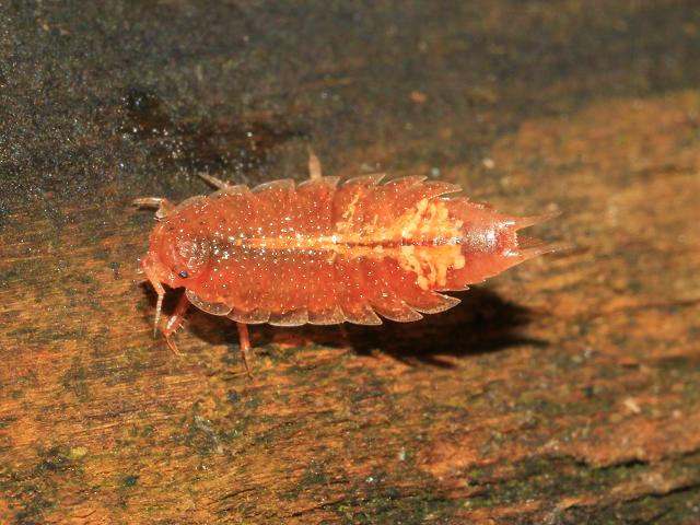 Androniscus dentiger Rosy woodlouse Isopoda Images