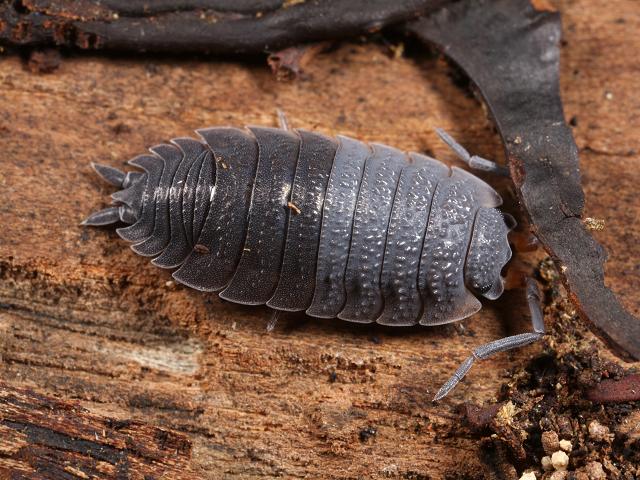 Porcellio scaber Rough woodlouse Isopoda Images