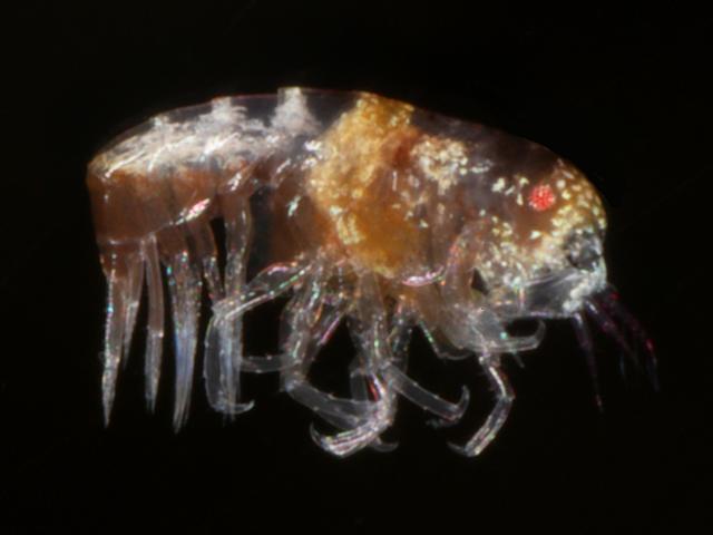 Amphilochidae amphilochid amphipod images