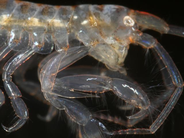 Aora spinicornis aoroid aoroidae amphipod images