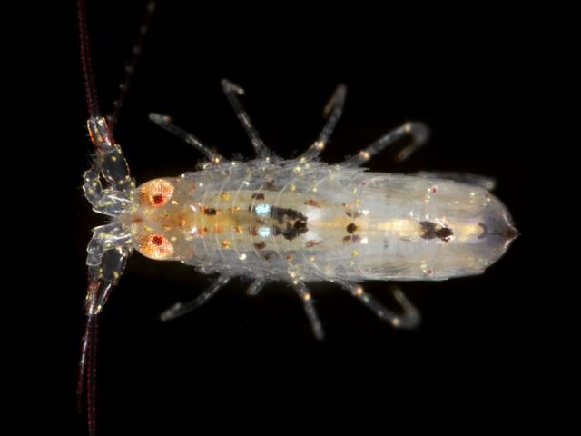 Apherusa bispinosa calliopiidae calliopiid amphipod images
