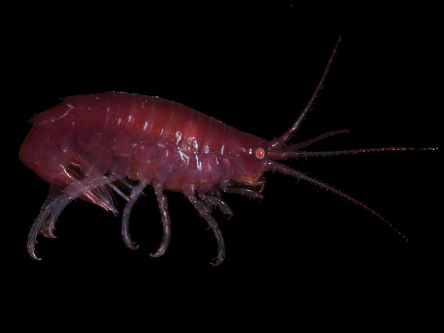 Apherusa cirrus calliopiidae calliopiid amphipod Images