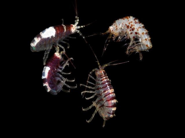 Apherusa jurinei Sandhopper calliopiidae calliopiid amphipod Images