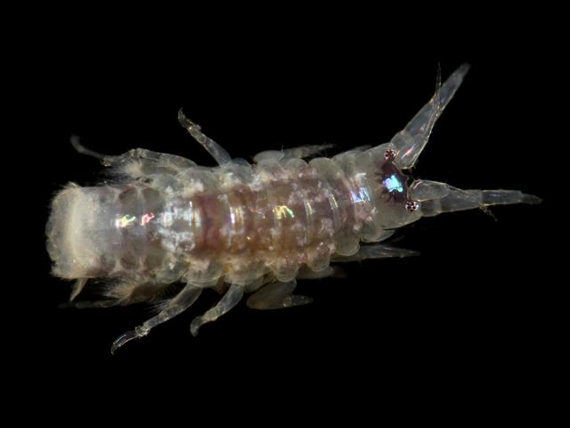 Apocorophium acutum corophiidae corophiid amphipod images