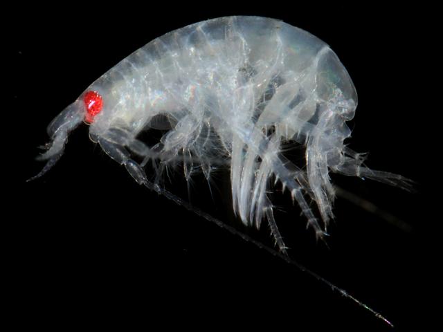 Bathyporeia elegans sand digger shrimp bathyporeiidae bathyporeiid amphipod images