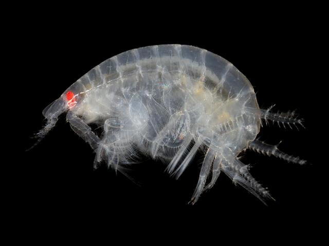 Bathyporeia guilliamsoniana sand digger shrimp bathyporeiidae bathyporeiid amphipod images