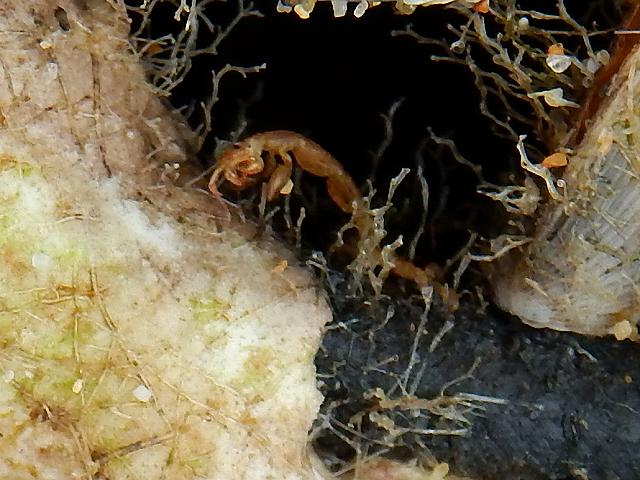Caprella andreae pelagic Skeleton shrimp Caprellid Caprellidae Amphipod Images