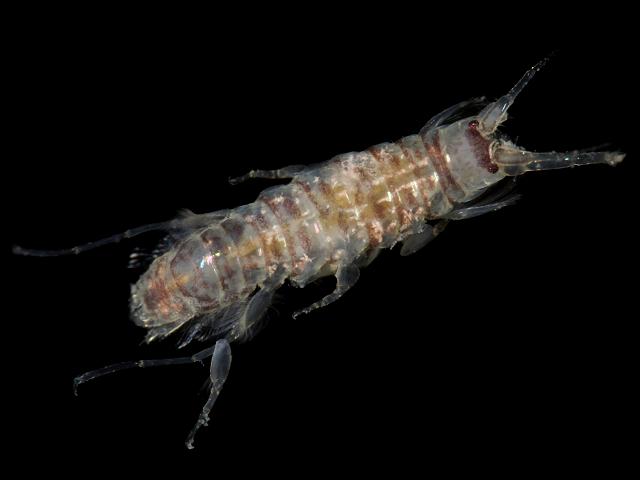Crassicorophium bonellii Monocorophium Corophium corophiidae corophiid amphipod images