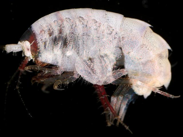 Dexamine spinosa Sandhopper Amphipod Images