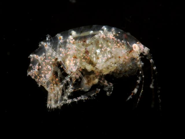 Dexamine thea Sandhopper Amphipod Images