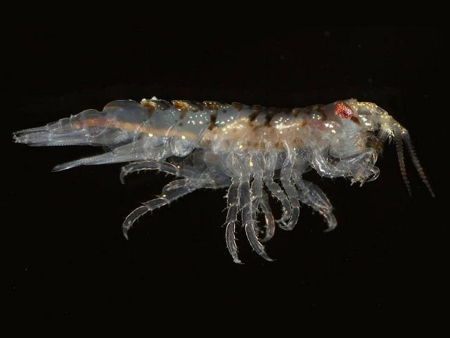 Gammarellus angulosus gammarellidae gammarellid amphipod images