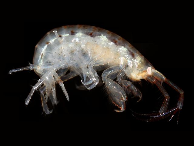 Gammaropsis maculata photidae photid amphipod Images