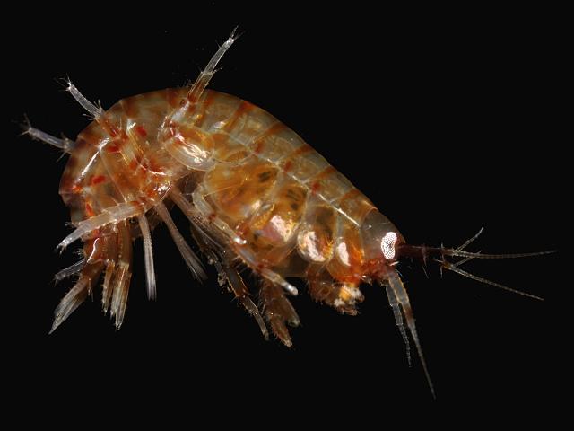 Gammarus crinicornis gammaridae gammarid amphipod images