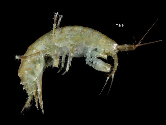 Gammarus locusta gammaridae photid amphipod Images