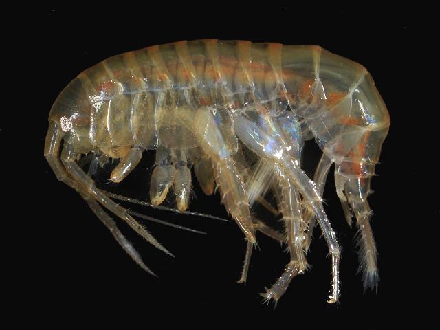 Gammarus pulex Sandhopper Amphipod Images