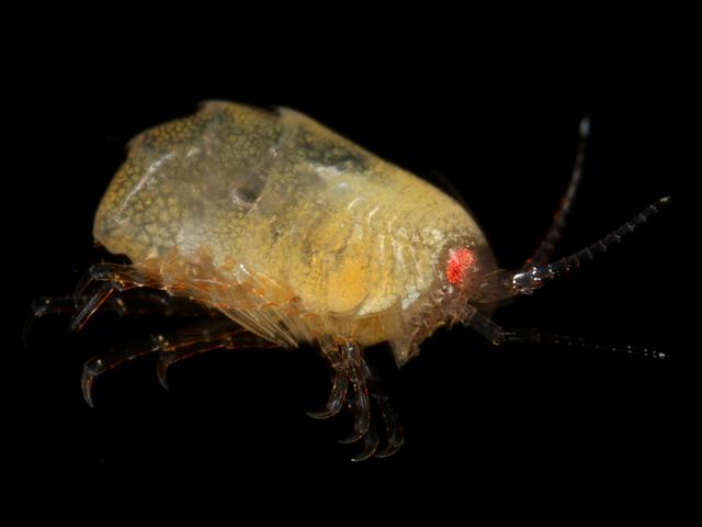 Iphimedia perplexa iphimediidae amphipod Sandhopper Amphipod Images