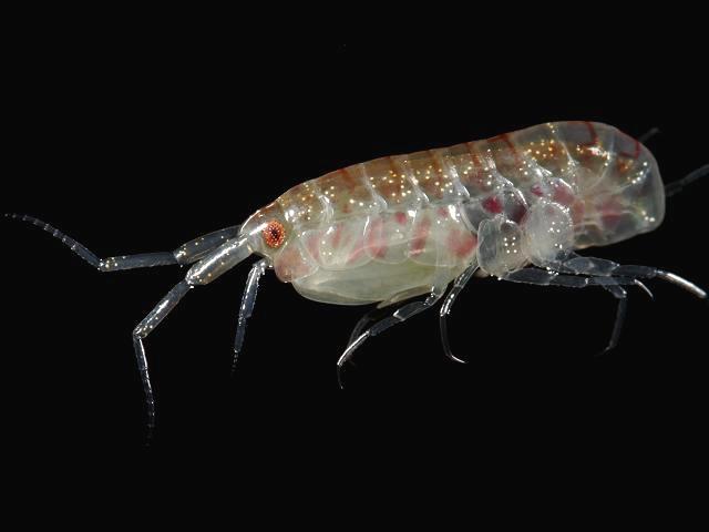 Leucothoe incisa leucothoid amphipod images