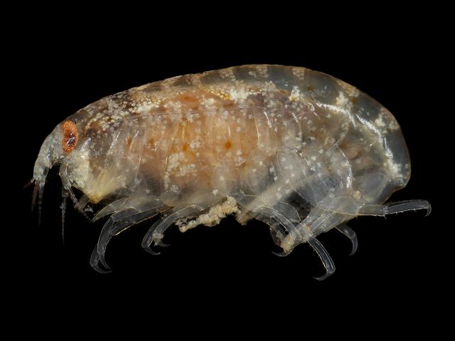 Lysianassa ceratina Lysianassidae lysianassid amphipod images
