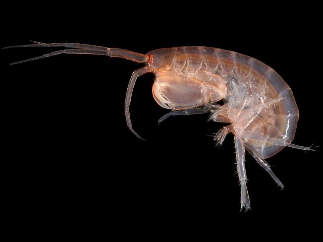 Maera grossimana sandhopper amphipod Images