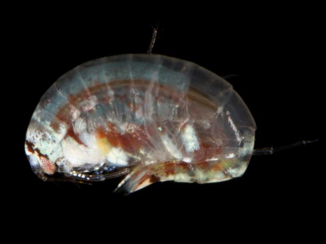 Megaluropus agilis megaluropid amphipod images