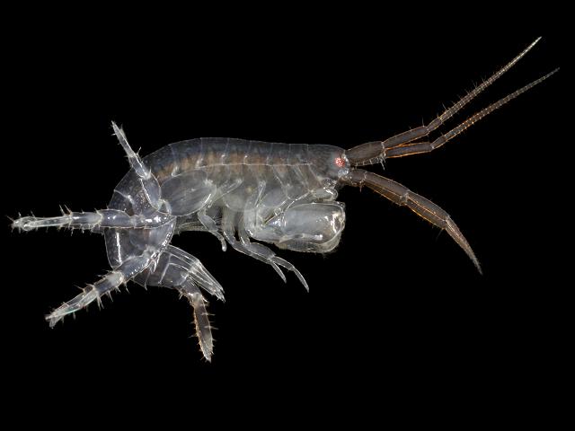 Melita hergensis Sandhopper Amphipod Images